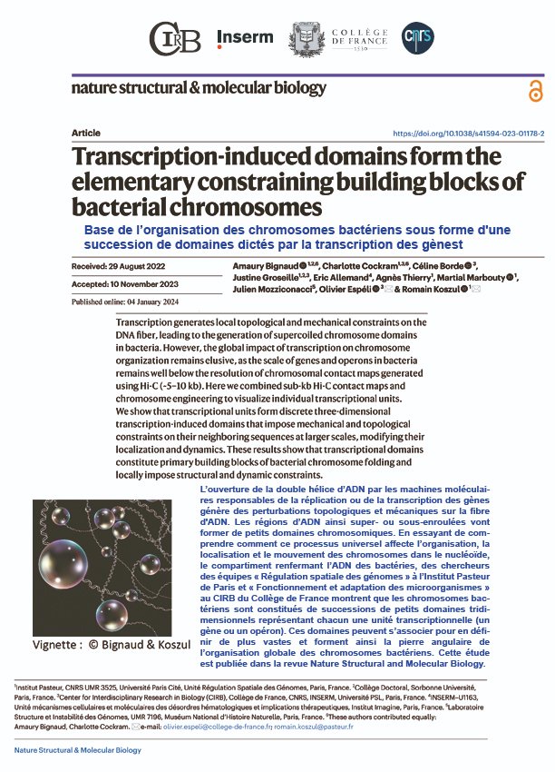 |#research |#publication| 👏🗞️Just published in Nature Structural &amp; Molecular Biology - Transcription-induced domains form the elementary constraining building blocks of bacterial chromosomes @rkoszul  <a href="/CirbCdf/">CIRB_CdF</a> <a href="/cdf1530/">Collège de France</a> ▶️nature.com/articles/s4159…