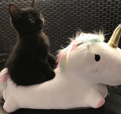 Gatorsowner's tweet photo. @gotyacat https://t.co/70iNqJFC4L