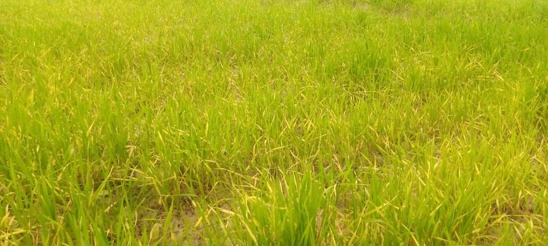 kissan_pakistan's tweet photo. کھاد اور پیسٹی سائیڈ ڈیلر ملک دشمن عناصر ہیں انکا خاتمہ نہ کیا گیا تو زراعت بالکل تباہ جائے گی جس سے وابسطہ 65 فیصد آبادی متاثر ہو گی انکے خلاف کوئی کاروائی نہ کرنا ملک وقوم سے دھوکہ کے مترادف ہے.....
#pmpak https://t.co/muz72XgXXt