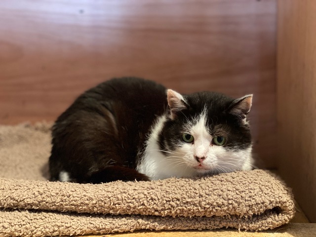 lecho_fr's tweet photo. Aleka, Max, Provence... Ces chats et chiens des refuges de Chartres et de Serazereux sont à adopter
https://t.co/3nvJrSwn1z https://t.co/1wxeYFSMRG
