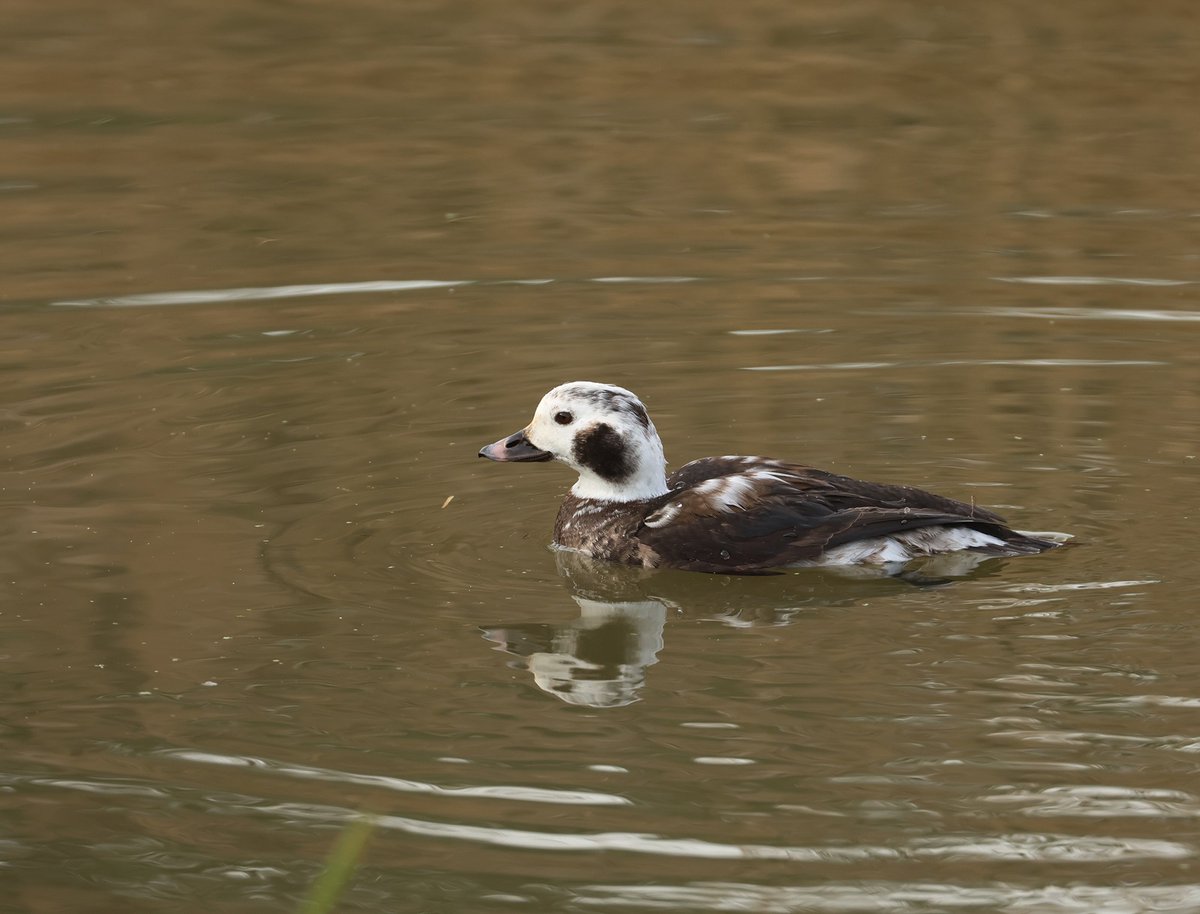 I popped down to Ebbsfleet nr Pegwell Bay to have a look at the splendid 1w drake Long tailed Duck today , it was preening & constantly diving 😊