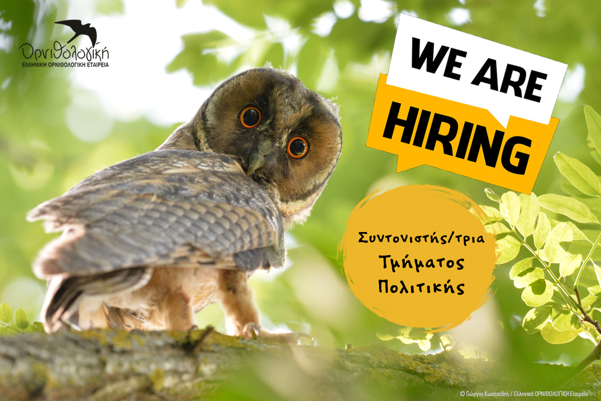 ornithologiki's tweet image. 📣📣 Προκήρυξη θέσης #wearehiring 
Η #ΟΡΝΙΘΟΛΟΓΙΚΗ αναζητά συνεργάτη πλήρους απασχόλησης που θα αναλάβει τη διαμόρφωση και τον συντονισμό των δράσεων του Τμήματος Πολιτικής της Οργάνωσης.
ℹ️  Πληροφορίες/υποβολή αιτήσεων: bit.ly/48HXg0S
📅 Καταληκτική ημερομηνία: 31/01