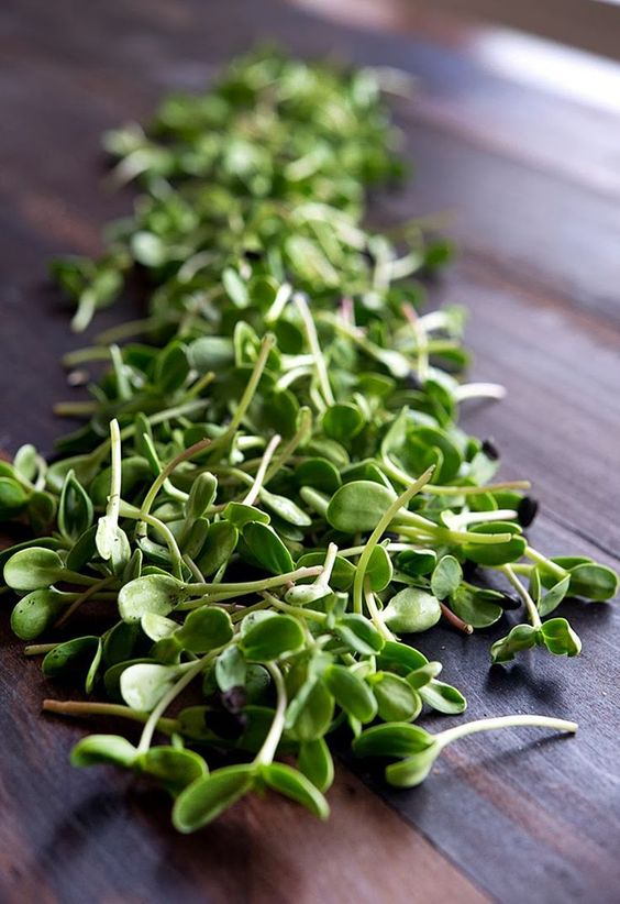 krowertak's tweet photo. microgreens https://t.co/l3Qnvo2k0o