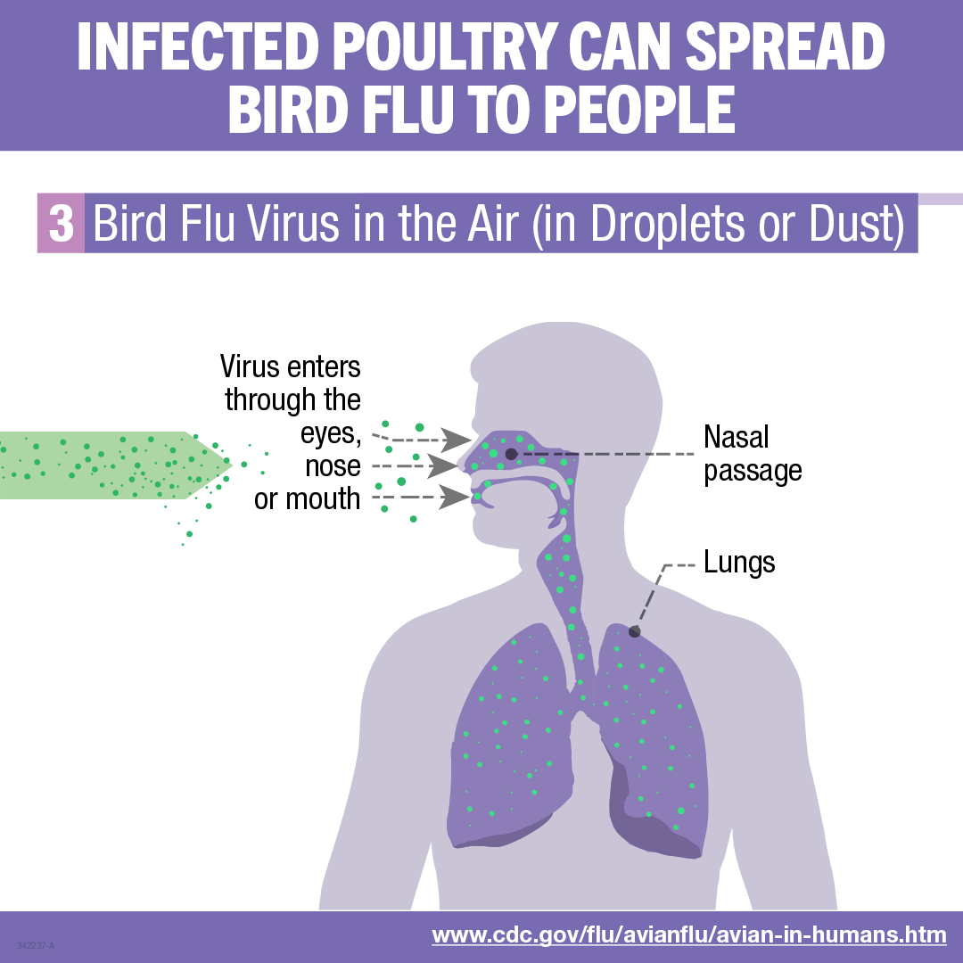 While rare, #birdflu viruses can spread from birds to people. You can become infected if the virus enters your eyes, nose, mouth or is inhaled. Wear proper protective equipment & wash hands thoroughly before & after contact w/ birds or their environment: bit.ly/3JoGozi