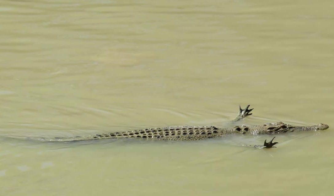 GatorsDaily's tweet image. favorite saltwater crocodile features
1) largest bite force on earth
2) jazz hands