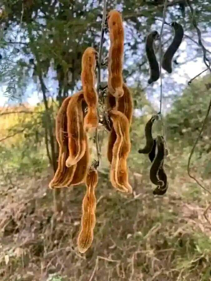 What is this called in your place