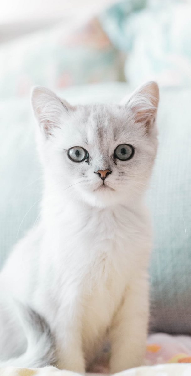 Keith Asakawa (@namio808) on Twitter photo 