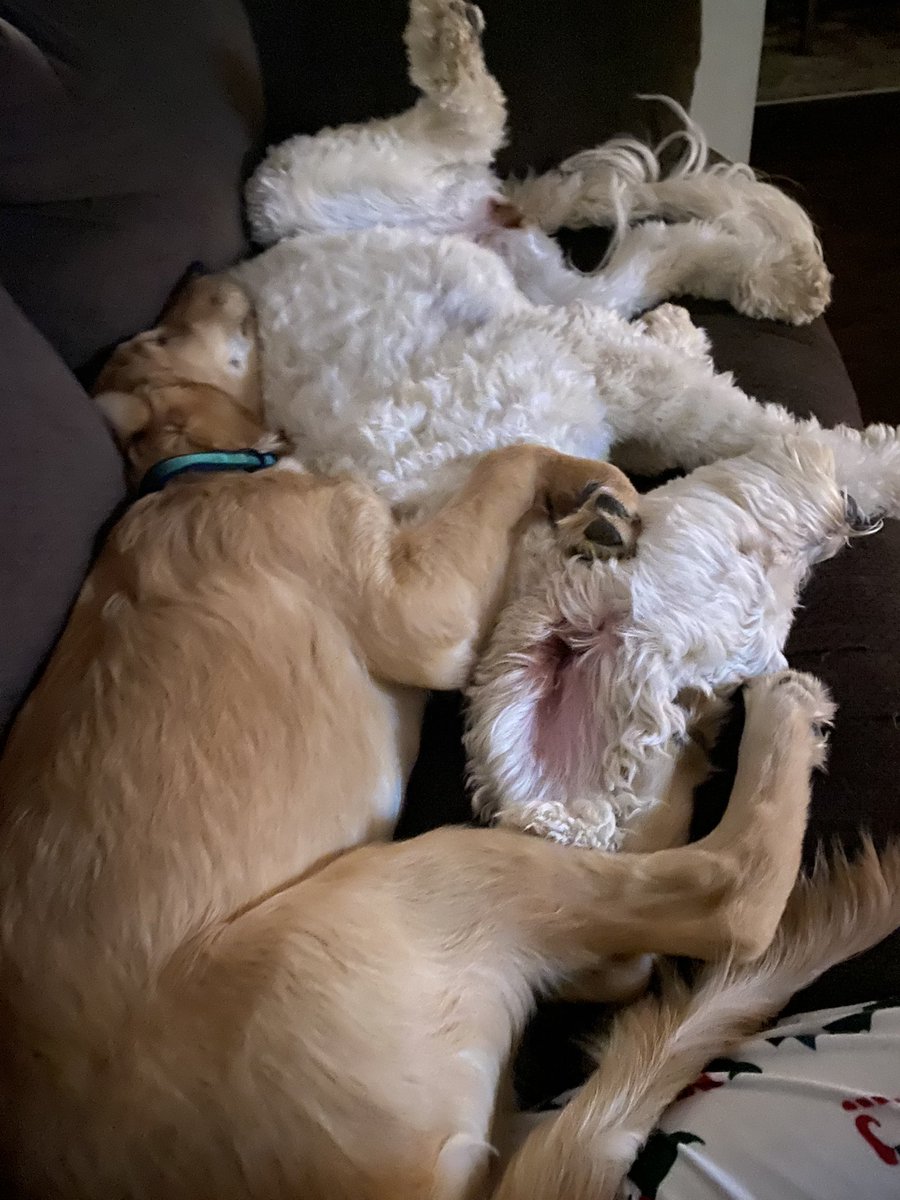 Daisy has accepted Tucker as her little bro.  Love them.