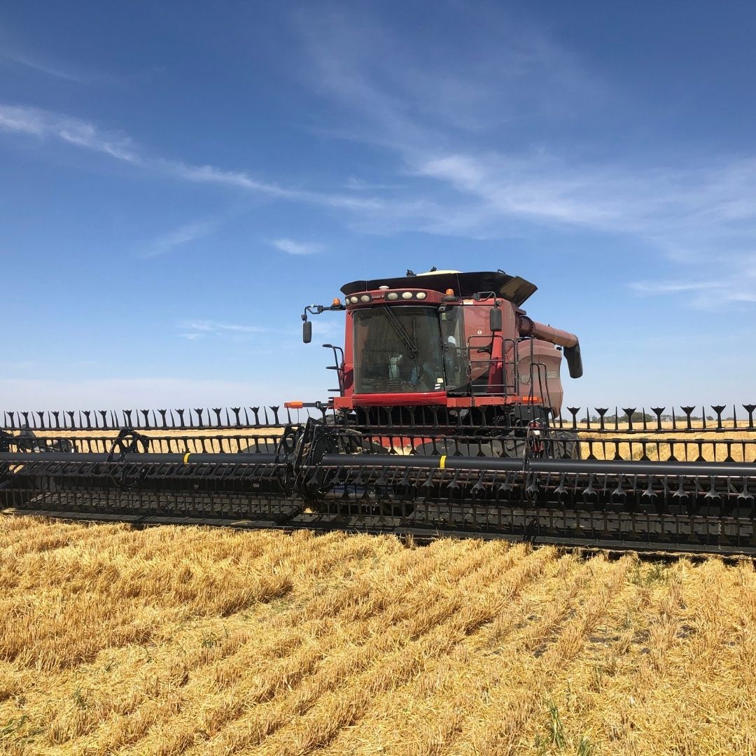 duckfootparts's tweet photo. Even though the Duck Foot™ paddle tines were innovated to help in short, thin crops, they have proven to be beneficial in most crops and conditions.
#duckfootpaddletines #duckfootparts #farminginnovation #headerprecision #harvestefficiency https://t.co/r4NsBBmRn1