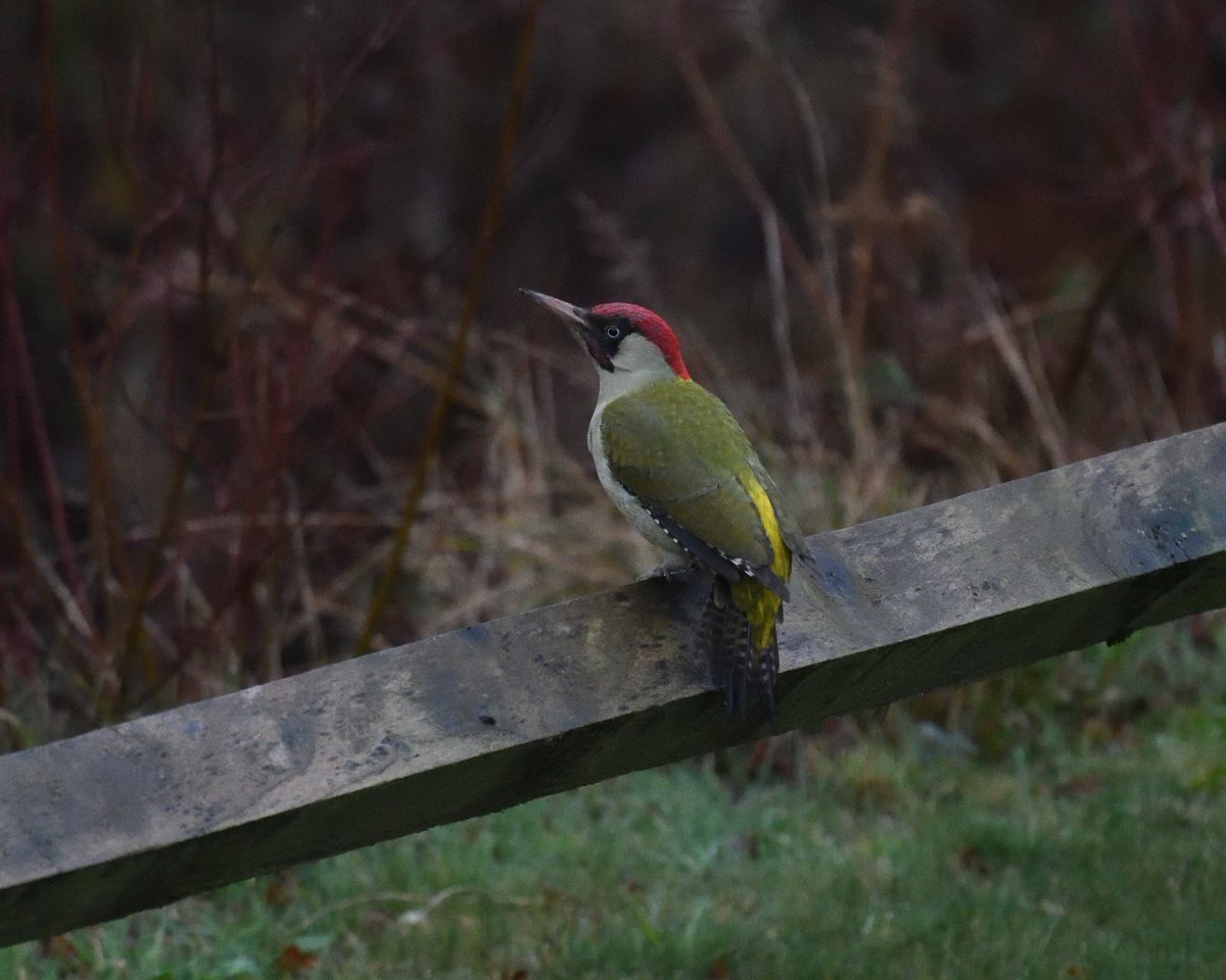 I'm sad that we seem to have lost our Treecreepers, Nuthatches, Mistle Thrushes and this winter no sign of the Tawny Owls in our woodland, so it's a huge relief to see we still have our #GreenWoodpeckers a pair together out the front today #Shutterton #Dawlish #Devon
