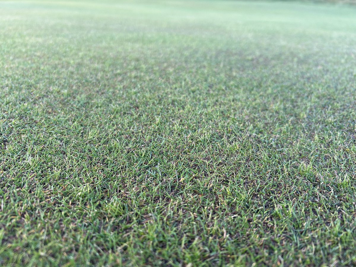 Leven_links's tweet photo. Great seeing the @BarenbrugUK Fescue seedlings thrive on greens throughout some challenging conditions of late.
Encouraging finer cultivars = lower nutrition | lower water inputs | maintenance reductions | all round better playing surfaces.
#LongTermGoal
#LevenLinks https://t.co/Akgx3v2Zx2