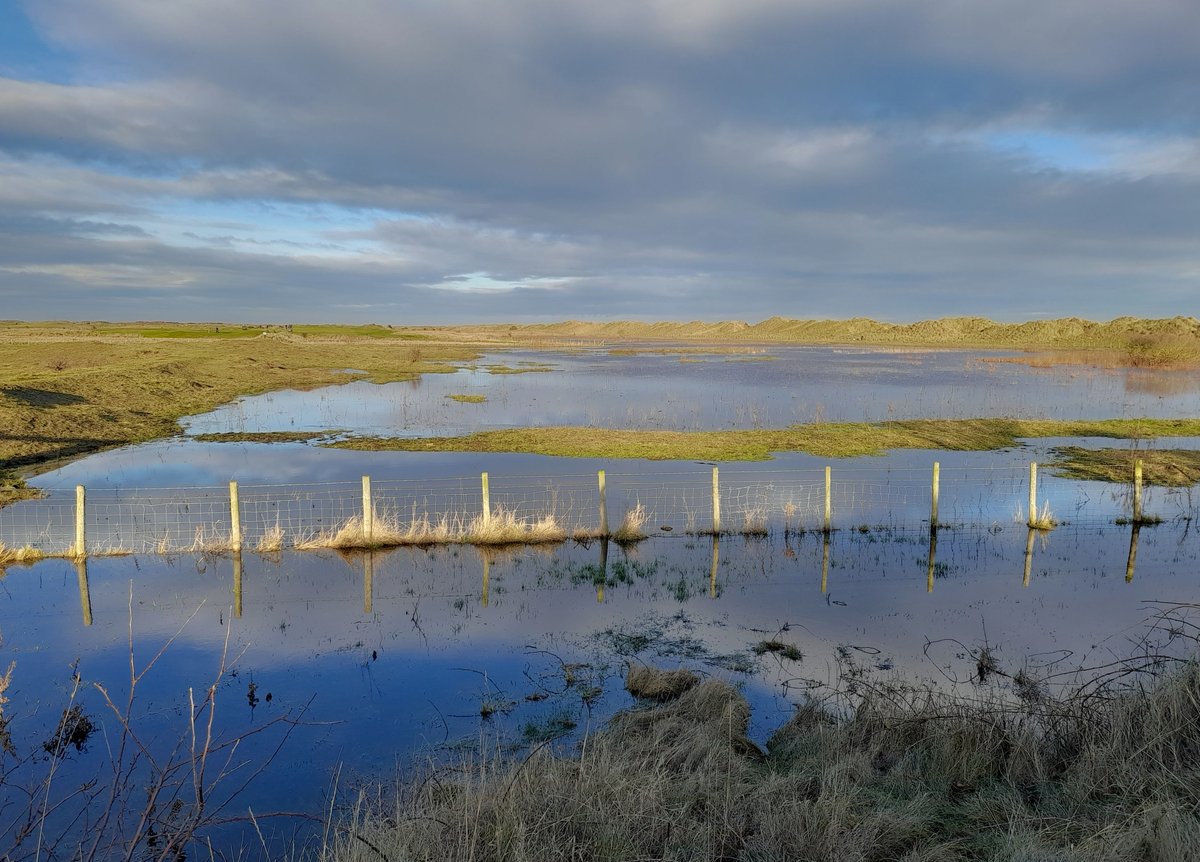 whiterosegreen's tweet photo. The Teesmouth dune slacks are wetter than they've been for a few years. Seasonal dune wetlands are rich but fragile habitats; it's estimated that 30-49% of slacks on the Atlantic &amp; Baltic coasts of Europe disappeared during the second half of the 20th century. https://t.co/6HhltDw9lw