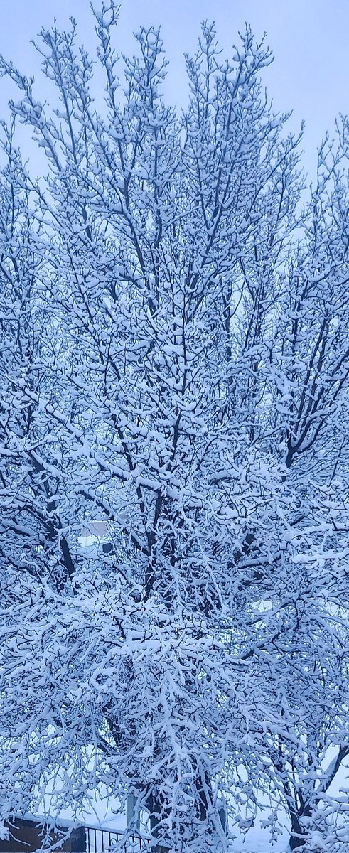 SMichlin's tweet photo. It's a winter wonderland! ❄️
#LiveFarmington
#JoltYourJourney https://t.co/zNQVymJiHz