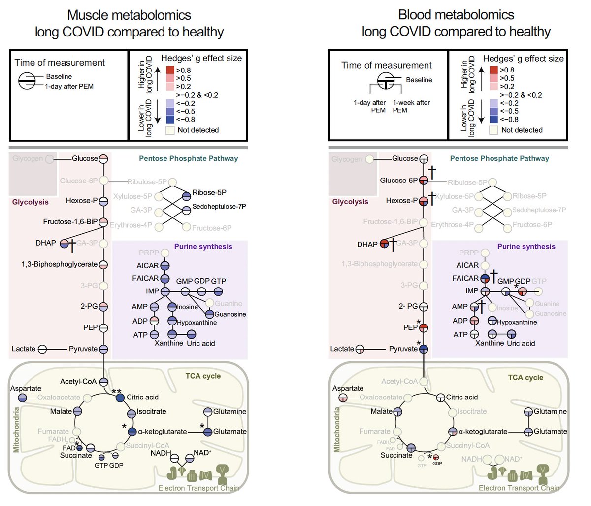 EricTopol's tweet photo. More data implicating mitochondrial dysfunction in #LongCovid, with markedly reduced exercise capacity, exercise-induced myopathy cf healthy controls https://t.co/HU0N4uDqAO @NatureComms @RobWust and colleagues @VUamsterdam https://t.co/Fl8EX5FjNH