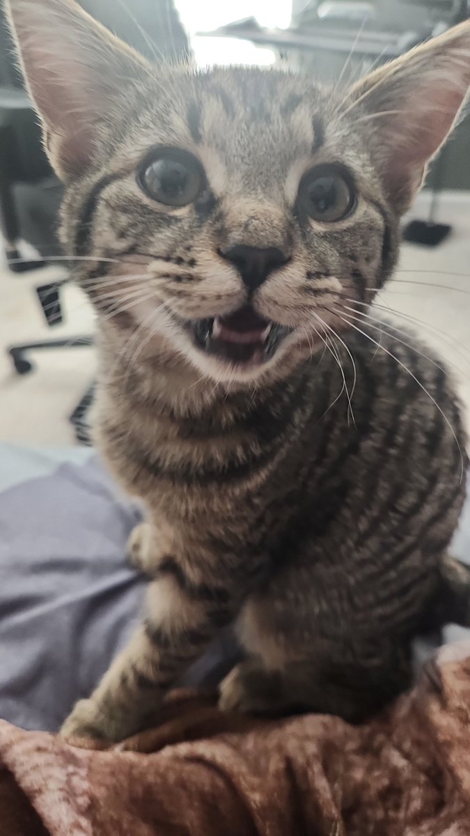Slashest's Cats tweet media