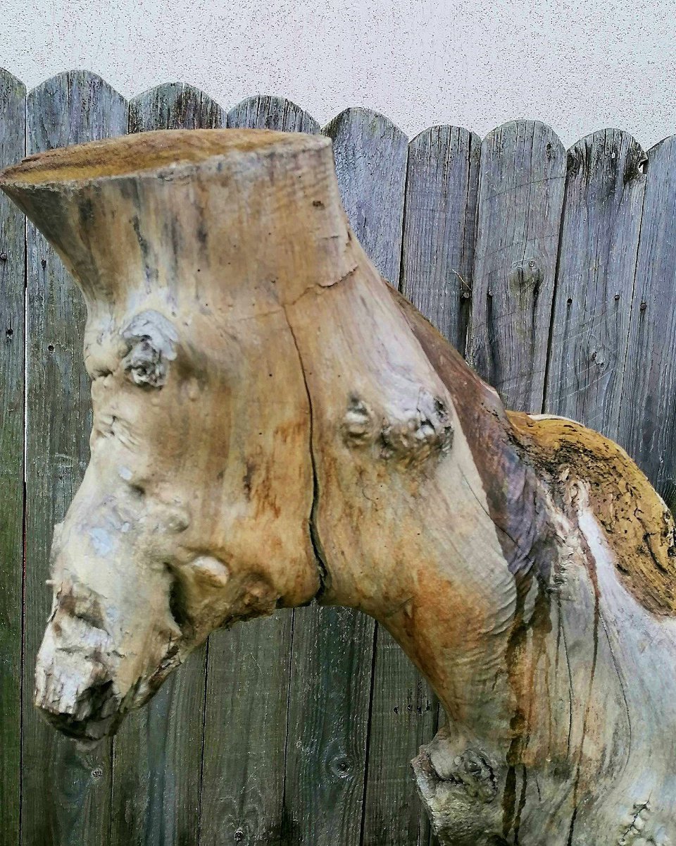 GuideToRomania's tweet image. Wooden horse. The creation of nature without human intervention! [buff.ly/44amYZL] #DraculaLand #Romania #beautiful #culture #sculpture