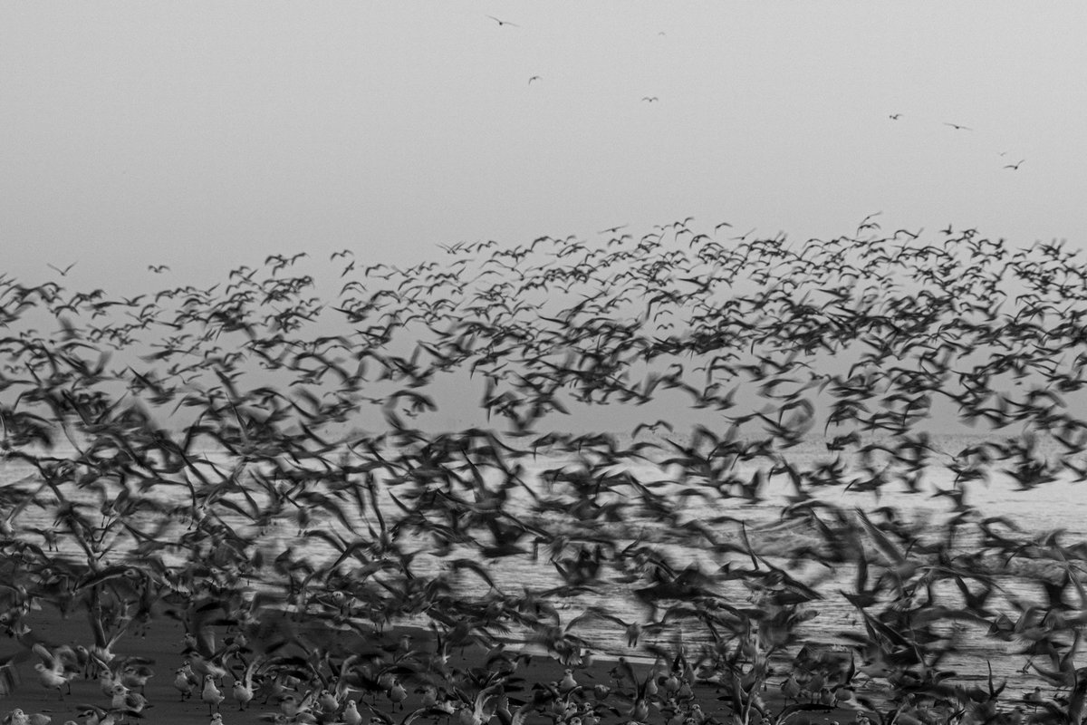 b a y l i s s tweet media