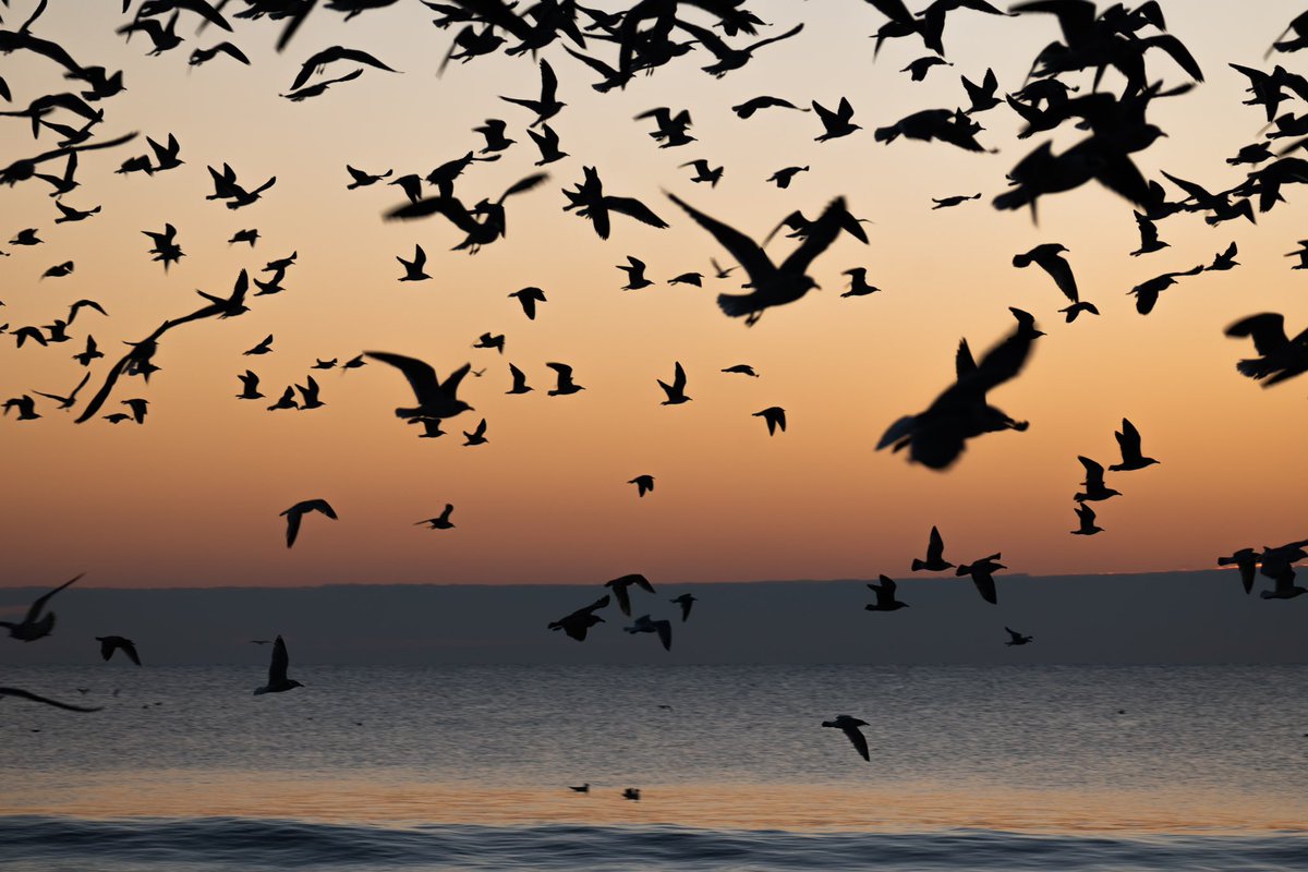 b a y l i s s tweet media