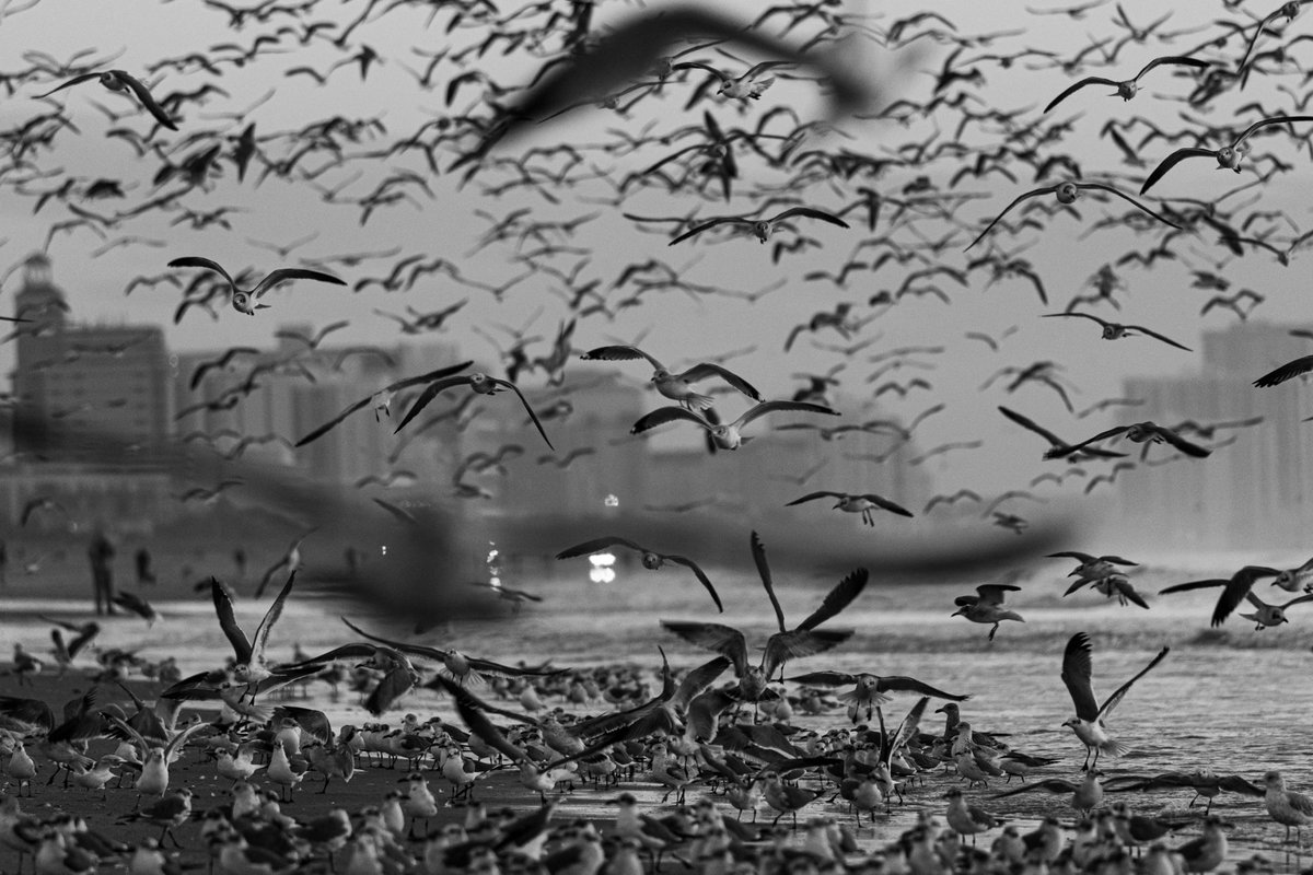 b a y l i s s tweet media