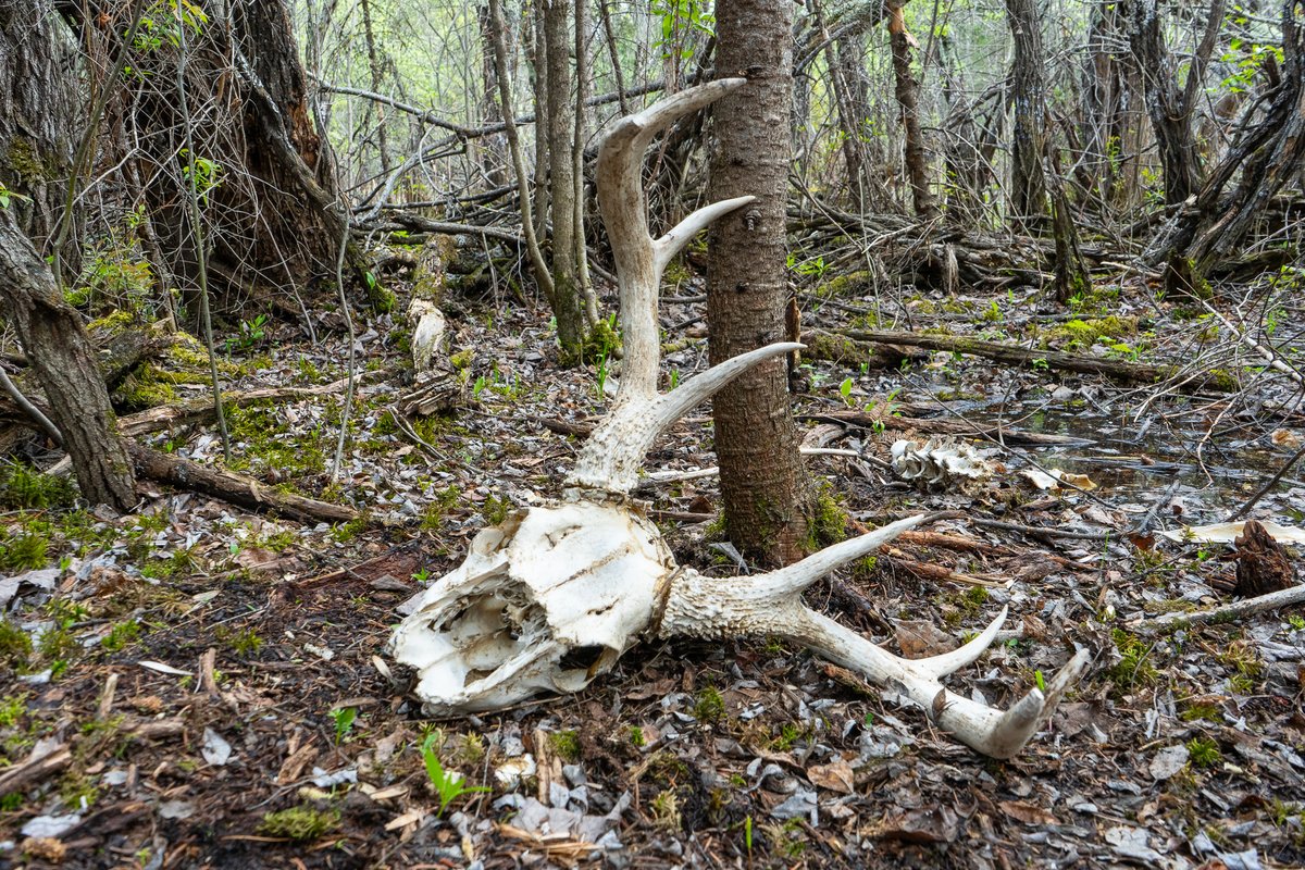 Scavenging is an important aspect of the natural history of wolves. An illustration of this: we identified 114 deer carcasses that wolves scavenged from April to October this year. For perspective, we identified 47 deer that wolves killed (not including fawns less than 3 months)