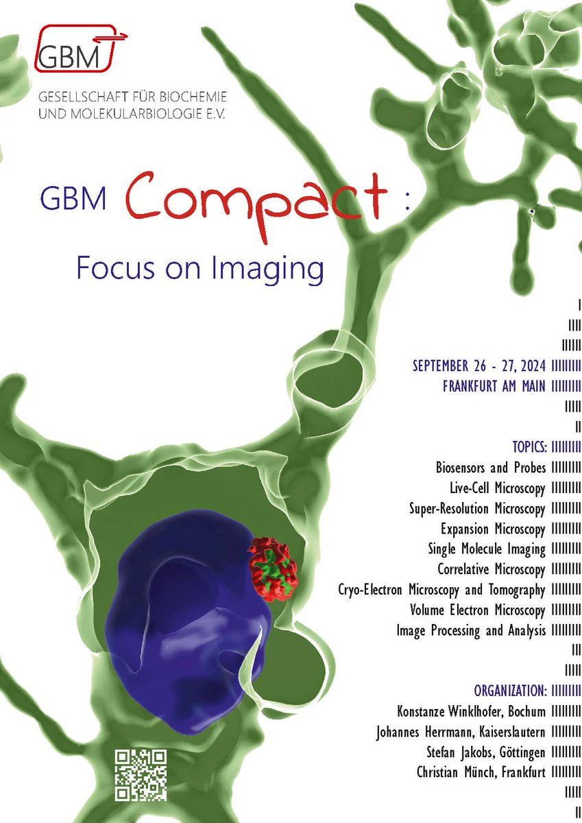 📢Save the date! #GBMCompact - Focus on #Imaging, Sept 26-27, 2024, in Frankfurt! We will present impressive possibilities in cellular imaging, covering novel approaches in light and electron #microscopy as well as image analysis. More details soon at gbm-compact.org