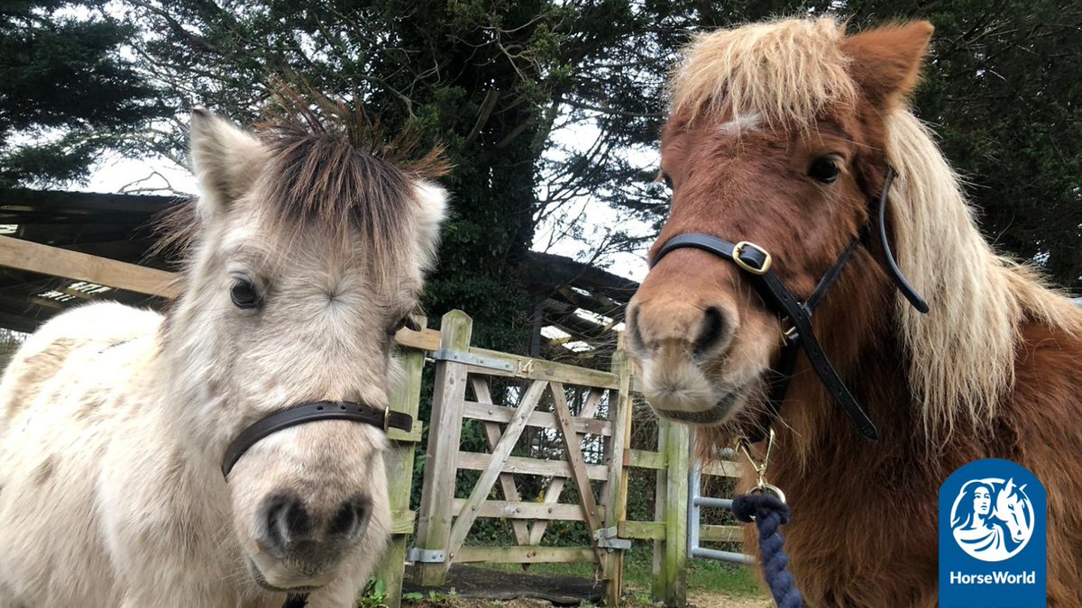 Bertie and Little Red have come so far with their head collar and lead rope training in such a short amount of time and we couldn't be prouder of them!😊 

Aren't they superstars?🤩

#EquineTraining #RescueShetlands