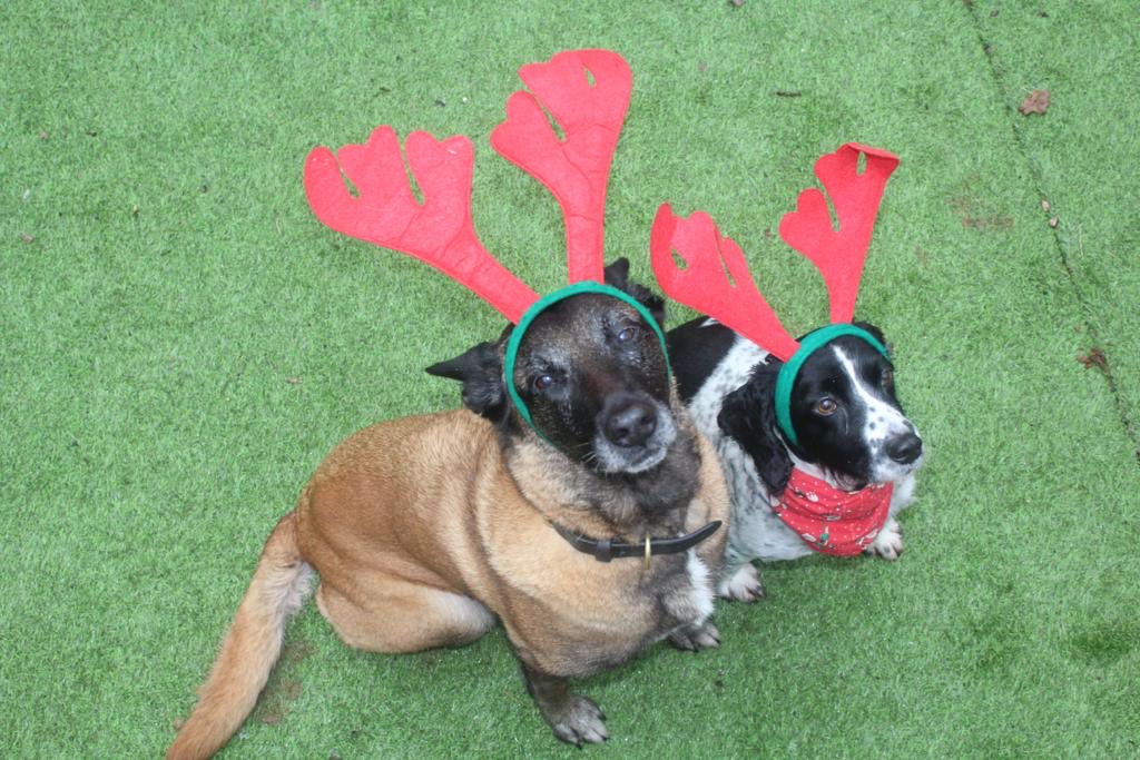 dog_fiji's tweet photo. Look how silly I looked at Christmas https://t.co/d5FEO7DXVg