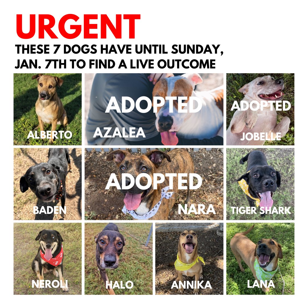 🚨 URGENT: 7 amazing dogs need homes by Jan 7th! Adoption fees 100% waived. Help by adopting, fostering, or sharing. Let's find them love! #urgentshelterpets #petsinneed