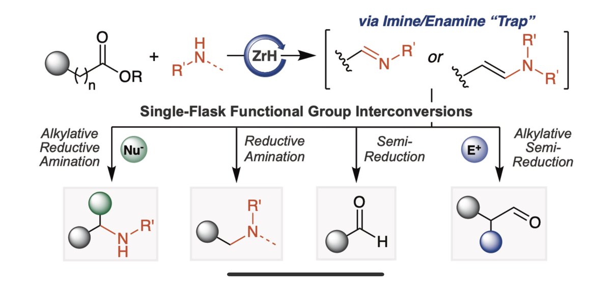 Interested in a catalytic method to directly convert esters to imines or enamines? Check out our preprint on #chemrxiv to preview the latest unconventional FG-interconversion enabled by ZrH catalysis! @BaylorCBC chemrxiv.org/engage/chemrxi…