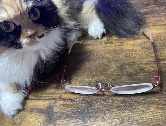 眼鏡が新しくなりました。
eyemirrorさんのオリジナルブランドの猫メガネです!
後ろにいるのは黒なまこ先生に怒られてコタツのなかに隠れてたあんこちゃんです! 