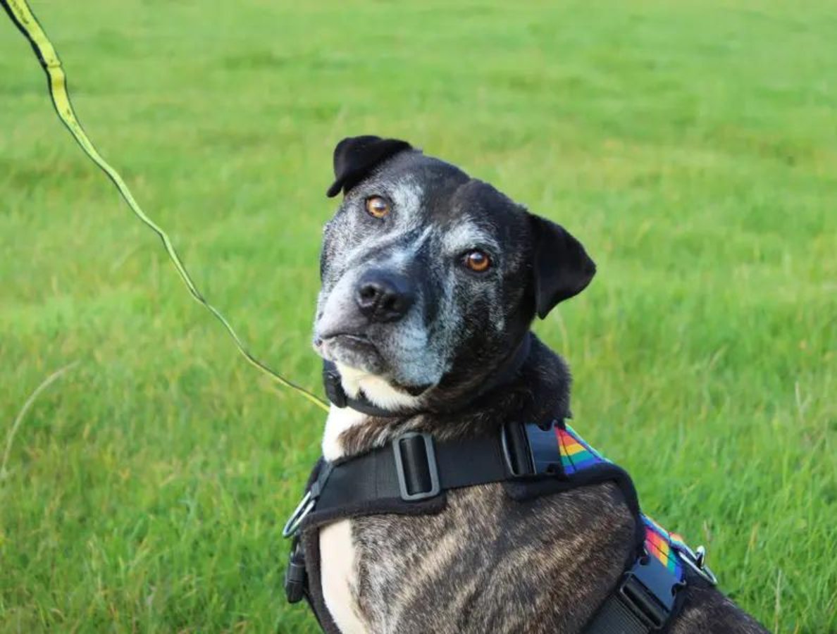 Mike is next up for our 12 sponsor dogs of Christmas! This cutie absolutely loves his toys especially when it comes to chasing after tennis balls. Mike adores human company & receiving all the attention!💛 You can find out more about sponsoring him here: bit.ly/3tnuKCQ