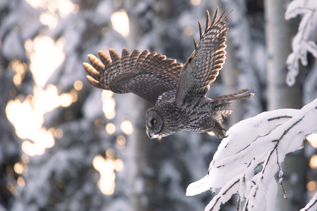#DYK: Despite being Manitoba’s official bird, the great grey owl can be found in nearly every Canadian province and territory.🦉

📷: Jonathan Riddell /Can Geo Photo Club

#sharecangeo #wildlife #wildlifephotography #bird #birdphotography #owl