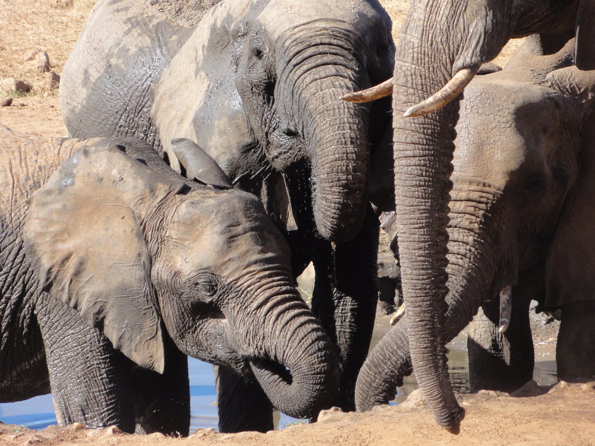 SamSeccombe's tweet image. Imagine if those working to protect our Earth’s environment and wildlife could place a camera or sensor anywhere in the world and see the images and data being captured in near real-time.

With ZSL&apos;s #InstantDetect2, now they can...

#InstantDetect2 has the potential to have wide…