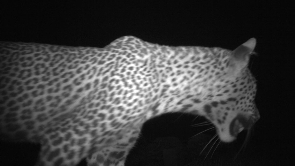 SamSeccombe's tweet image. Imagine if those working to protect our Earth’s environment and wildlife could place a camera or sensor anywhere in the world and see the images and data being captured in near real-time.

With ZSL&apos;s #InstantDetect2, now they can...

#InstantDetect2 has the potential to have wide…