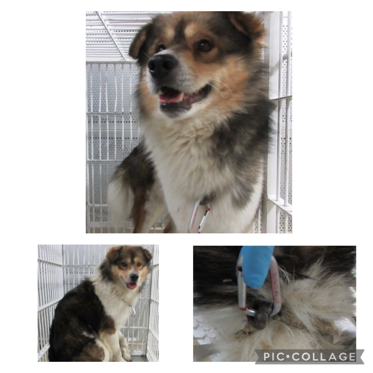 NoCulling's tweet photo. 🟦香川県 中讃保健所保護　迷い犬🟦
管理番号2330404

推定5〜10才の男の子が保護されました
ロープの首輪にナスカンが付いているようです

この子の飼い主様、この子に見覚えのある方至急ご連絡下さい🙇
詳細次頁↘︎

中讃保健所衛生課
📞0877-24-9964 https://t.co/tfGEn5Qwcm