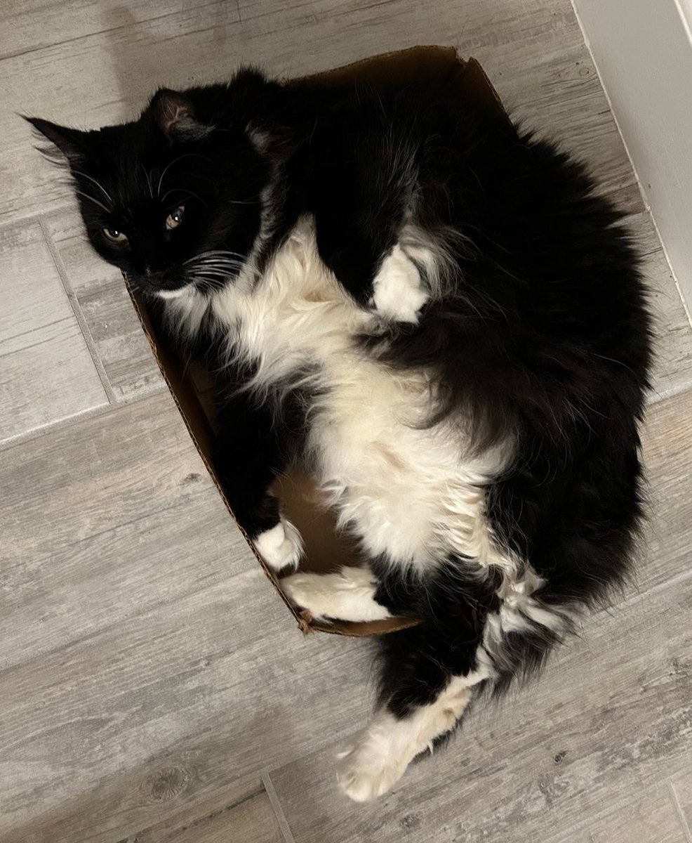 BentEarredBB's tweet photo. Does this box make me look heavy? #Cats #CatsOfTwitter #CatsOfX https://t.co/BMXVtxIXlq