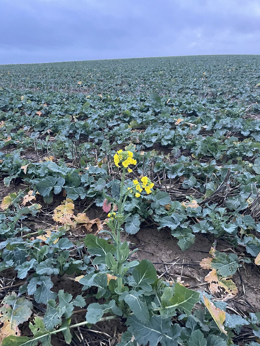 Heureusement qu’il n’y en a qu’un ! -5 annoncés la semaine prochaine….