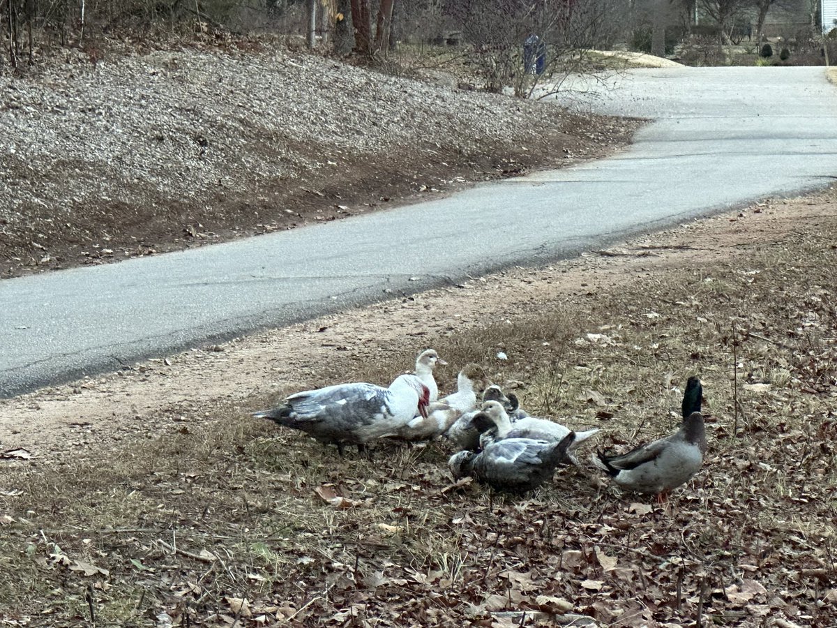 Meet Gary and his family at the Furman lake. #InternationalUnsolicitedDuckPicDay