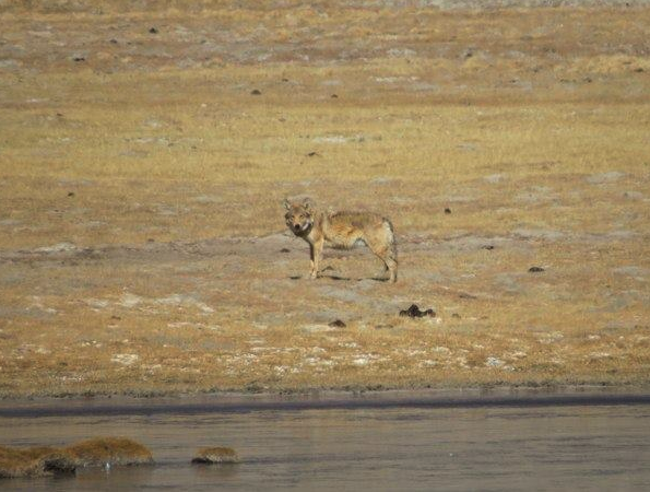 A new IUCN Red List Assessment of the Himalayan wolf is now out live! 🐺 iucnredlist.org/fr/species/223… Happy to have been part of it & work with a great team of experts. This formal classification will help facilitate conservation decisions and policy. 📸-🐺from Ladakh, India