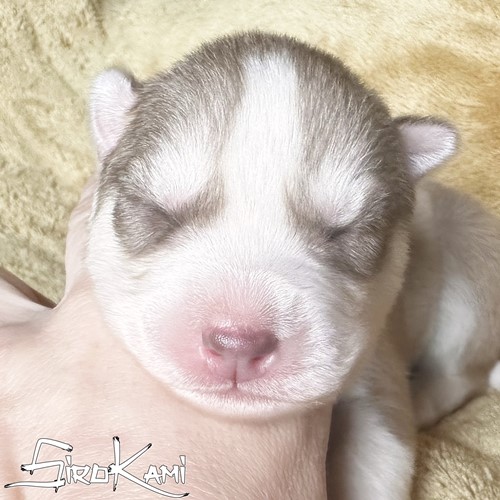 SirokamiHusky's tweet photo. Sezane del Sirokami - Cachorra husky marrón hembra
🚨Solo para familias aprobadas 🚨
https://t.co/gGRmLX8QAA https://t.co/0MiI02RnLw