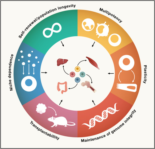 Joep Beumer (@beumerjoep) on Twitter photo 1. Adult stem cells (ASCs) compensate for cell loss during daily wear and tear. Evolution has created a variety of stem cell designs. In this review, <a href="/HansClevers/">Hans Clevers</a> and I define six hallmarks that are key enabling features of the basic function of ASCs, replacing lost tissue. 1. Adult stem cells (ASCs) compensate for cell loss during daily wear and tear. Evolution has created a variety of stem cell designs. In this review, <a href="/HansClevers/">Hans Clevers</a> and I define six hallmarks that are key enabling features of the basic function of ASCs, replacing lost tissue.
