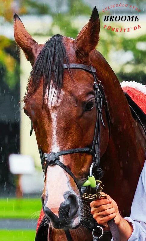 CelikogluStllns's tweet photo. 📌Sn. Tuğrul Odabaş (@dritugrul) PRENSES BADE (Perfect Storm) isimli kısrağıyla BROOME tercihinde bulundu. 

Kendilerine teşekkür eder , sağlıklı başarılı bir aşım sezonu dileriz... 

📍@CelikogluStud https://t.co/wrk2KjU768