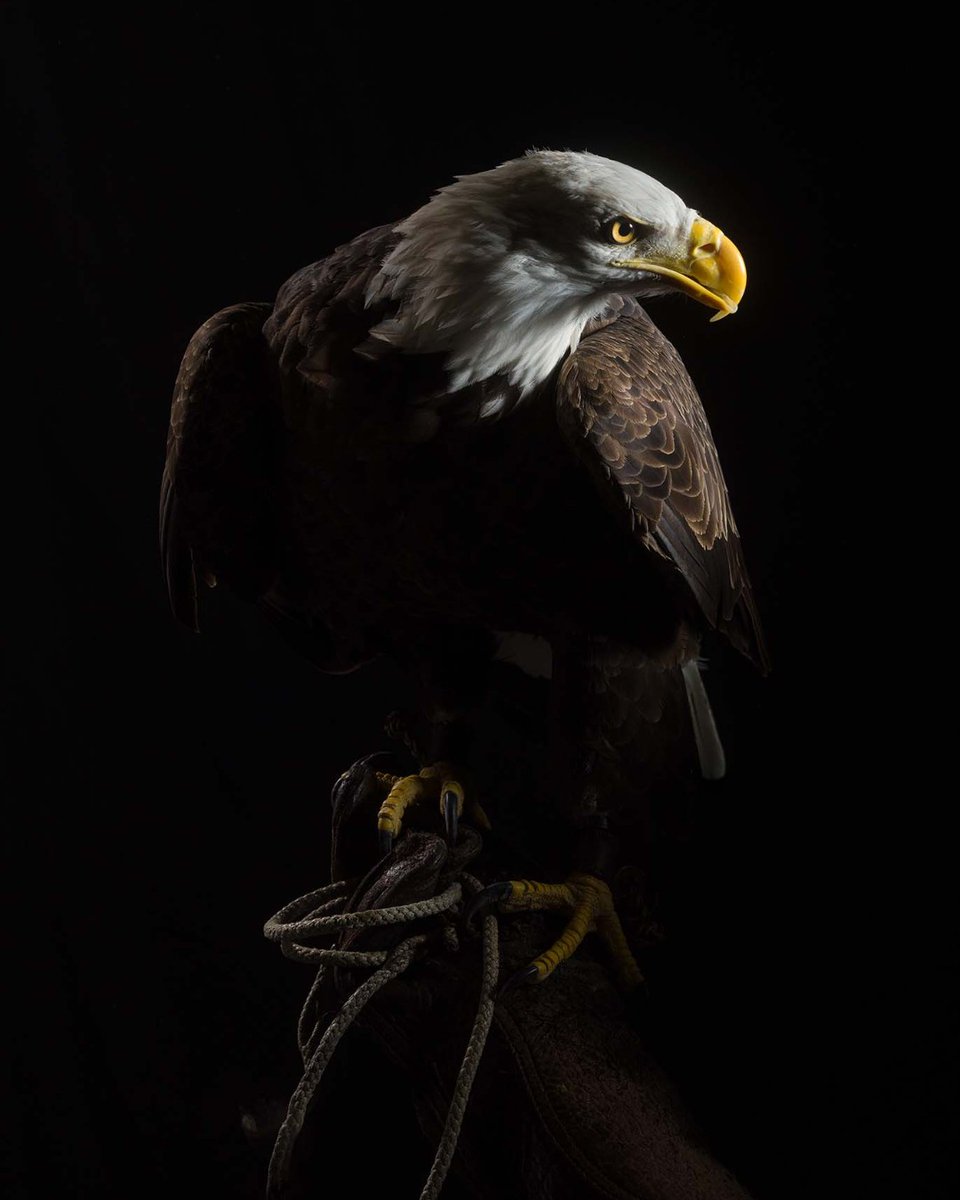 The holidays may be over, but there's still more to celebrate: Freedom turns 20 today!

Help us celebrate by dropping your birthday wishes below for our incredible living mascot. ⤵️