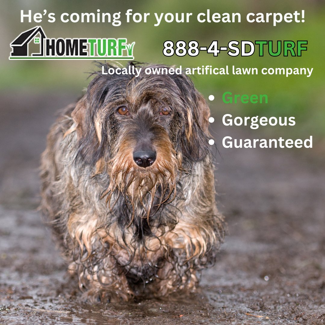 SDHomeTurf's tweet photo. 🌿🐾 Say goodbye to muddy paw prints with HomeTurf! 🐾🌿

Tired of constantly cleaning up after your furry friends and battling muddy paws all over your floors? 🐶✨ Our artificial lawn is the perfect solution to keep your home clean and your pets happy!

🌱 No more muddy mess: Our lush, green artificial grass provides a clean and mud-free surface for your pets to play on, reducing the mess they bring indoors.

🚿 Easy to clean: Forget the hassle of scrubbing muddy paws! Our artificial lawn is easy to clean – a quick hose down is all it takes to keep it looking pristine.

🌧️ Weather-resistant: Rain or shine, our synthetic turf stays resilient, ensuring a mud-free environment even on the rainiest days.

🌿 Pet-friendly: Our turf is soft, safe, and pet-friendly, providing a comfortable space for your furry friends to run, play, and relax.

Make your life easier and your home cleaner with HomeTurf! 🏡✨ Say hello to a mud-free, pet-friendly paradise year-round right in your own backyard. 🐾💚 #HomeTurf #MudFreeLiving #PetFriendlySpace #ArtificialLawnMagic