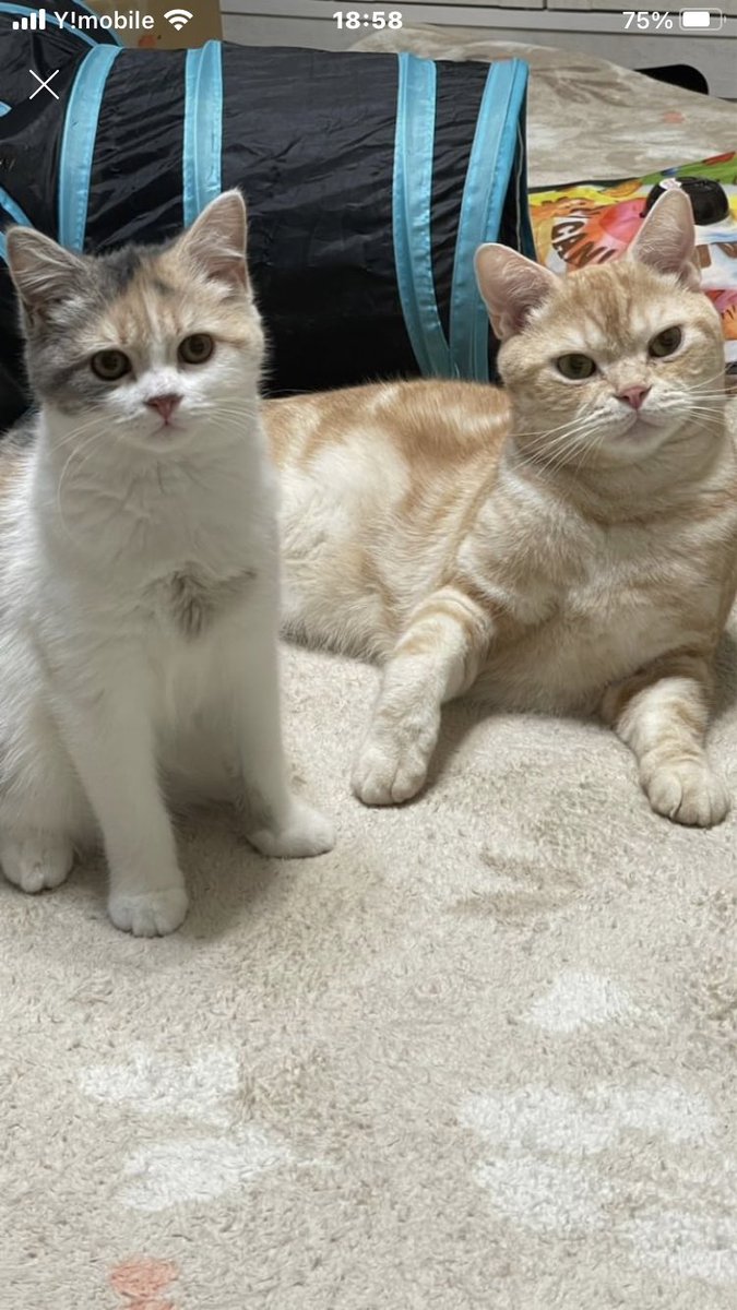 ys02031149's tweet photo. あけましておめでニャー

♯猫 https://t.co/v14BrTWue6