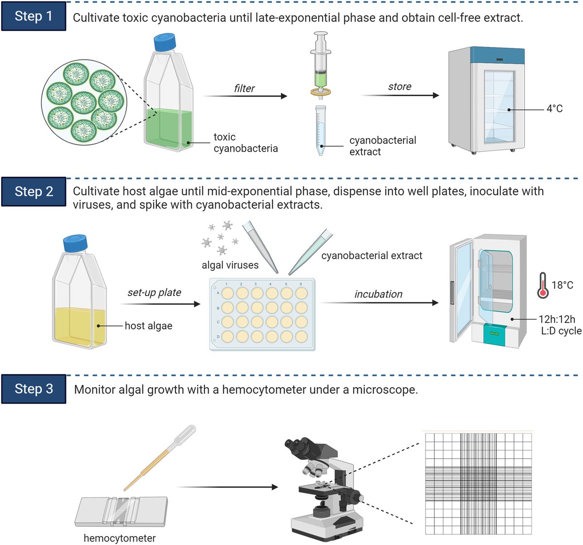 Excited to share our recent <a href="/UWaterloo/">University of Waterloo</a> #ENVERG work on #antiviral discovery in toxic #cyanobacteria, made possible by our students' excellent efforts and funding from <a href="/NSERC_CRSNG/">NSERC / CRSNG</a> &amp; the <a href="/PSAAlgae/">Phyc. Soc. America</a> Norma J. Lang Early Career Fellowship onlinelibrary.wiley.com/doi/10.1111/jp…