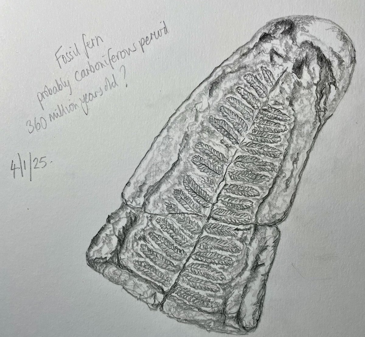 VivStylz's tweet photo. A very kind person gave me a fossilised fern for Christmas- what a wonderful gift! Of course I couldnโt resist drawing itโฆ ๐ #drawing #sketchbook #ferns @GraniteElements #LookingUpClose https://t.co/S3jmeveH8N