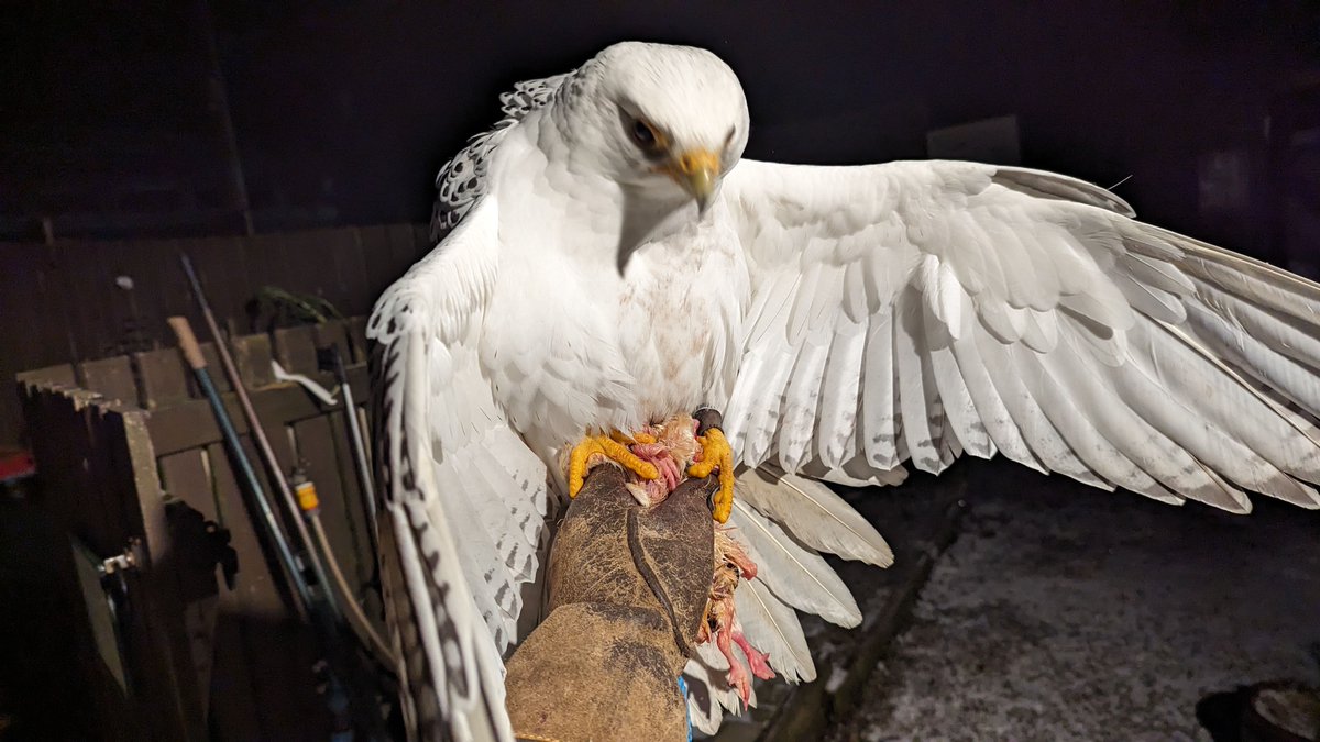Lovely Hoggle reminding me he does NOT share his dinner. 
This is called Mantling. Where they use their wings and tail to hide their prey and claim possession over it from other predators.