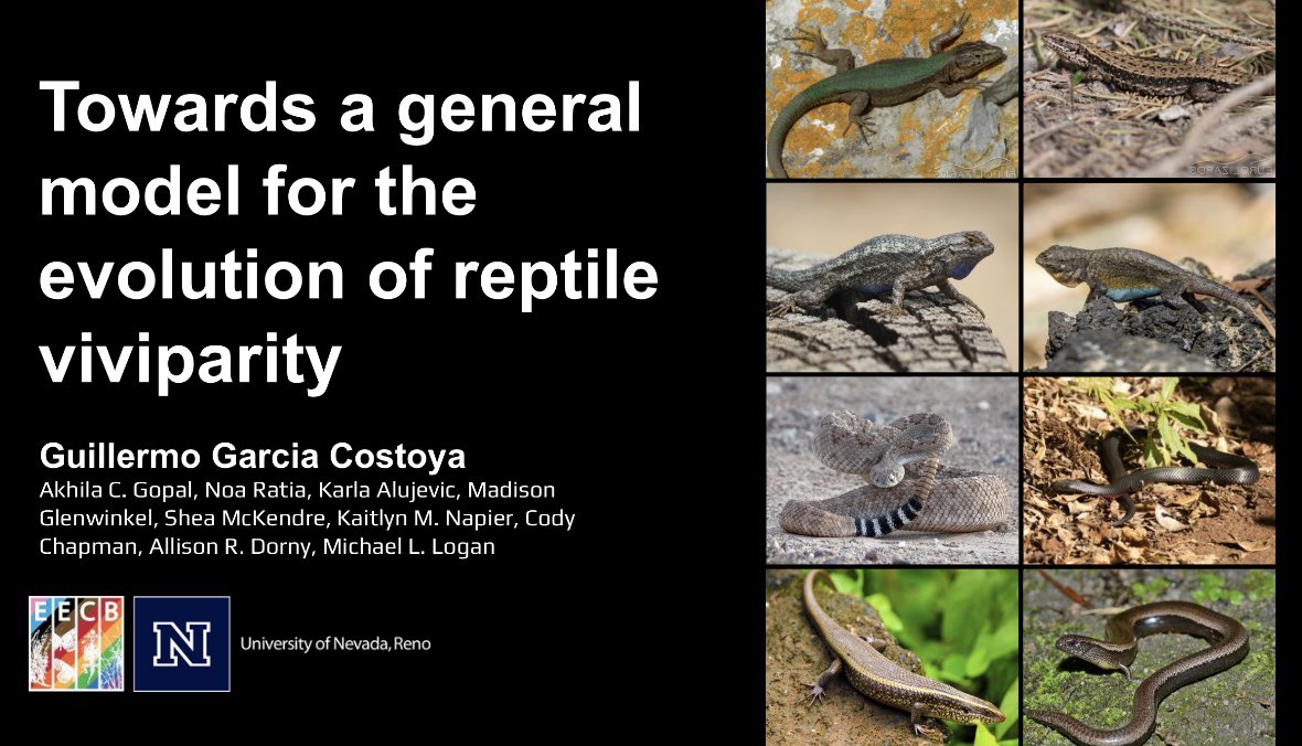 Guillermo Garcia Costoya (@ggcostoya) on Twitter photo Come check my talk today at #SICB where Iâll be sharing our efforts to build and test a general model to predict birthing modes in squamate reptiles! 11:45, Room 611 <a href="/EvoLoganLab/">Mike Logan</a> Come check my talk today at #SICB where Iâll be sharing our efforts to build and test a general model to predict birthing modes in squamate reptiles! 11:45, Room 611 <a href="/EvoLoganLab/">Mike Logan</a>