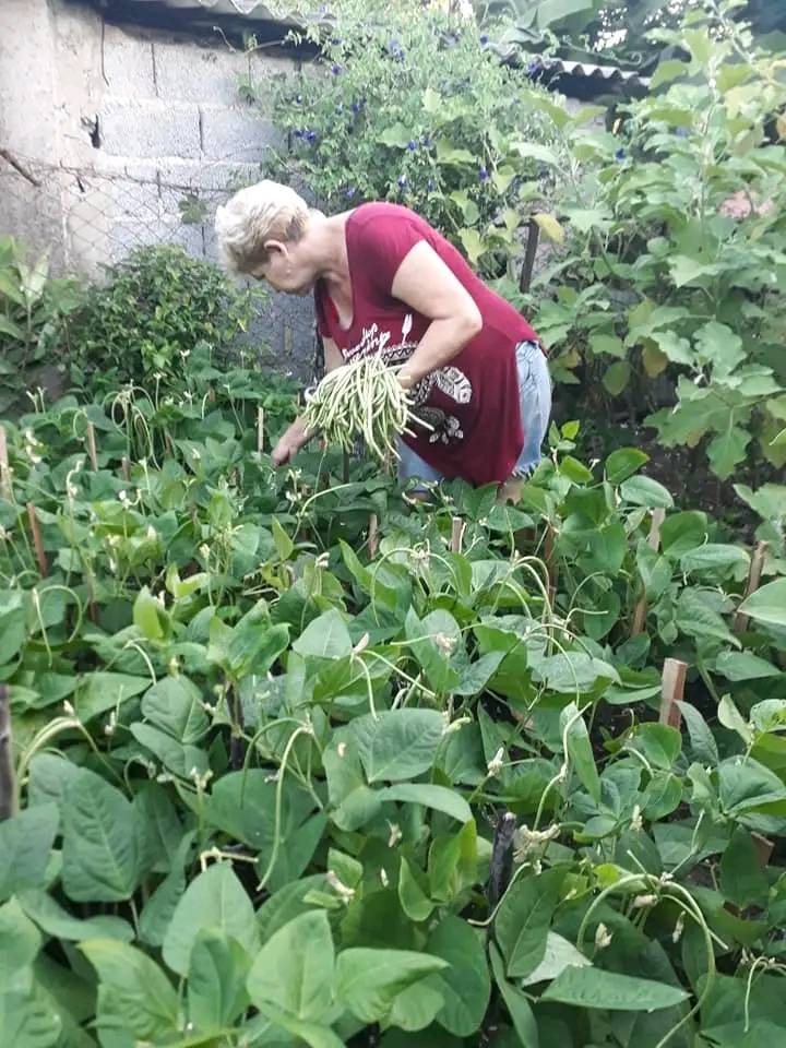 GHNordelo5's tweet photo. Donde quiera que haya un espacio... ¡Cultiva tu pedacito! #Cuba #CDRCuba #EstaEsLaRevoluciòn #CultivaTuPedacito https://t.co/CJx5JT63Fg